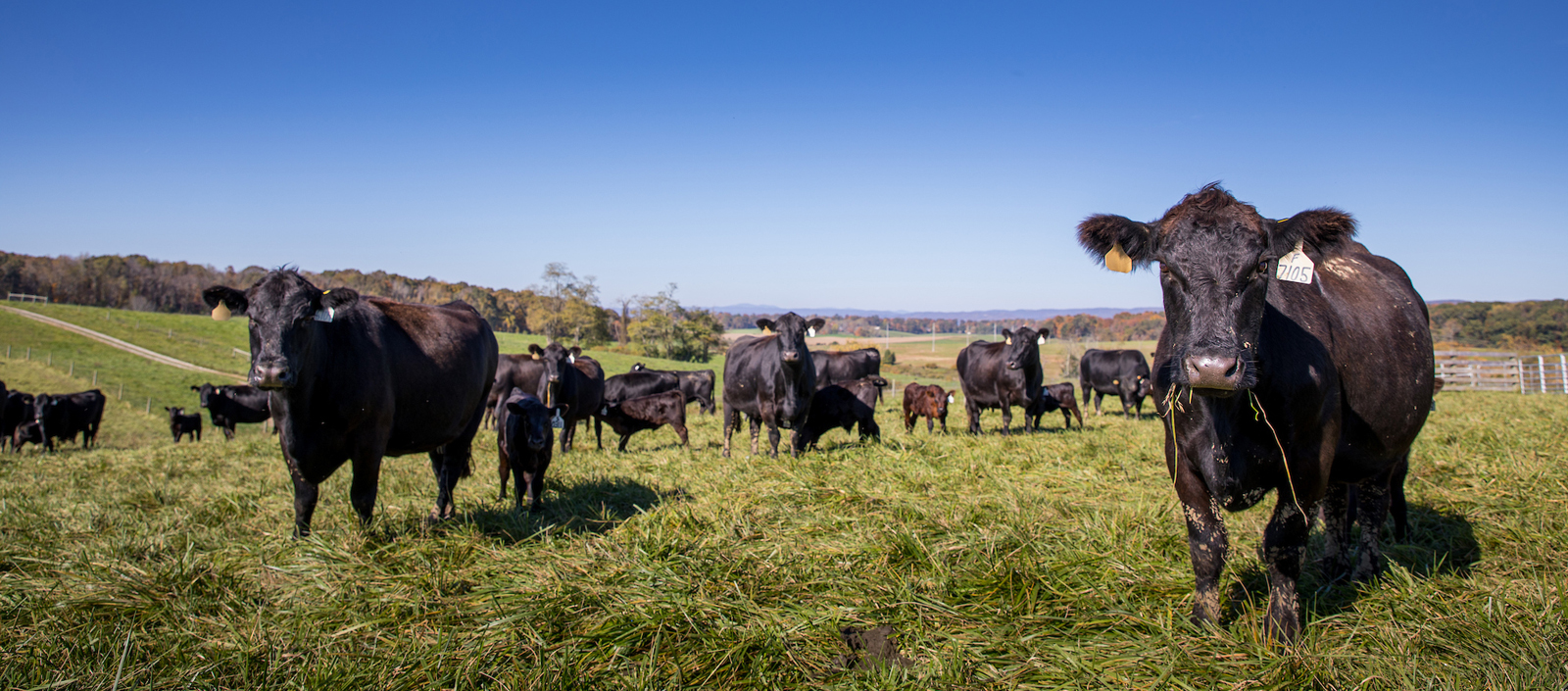 Hereford cattle grazing in the field